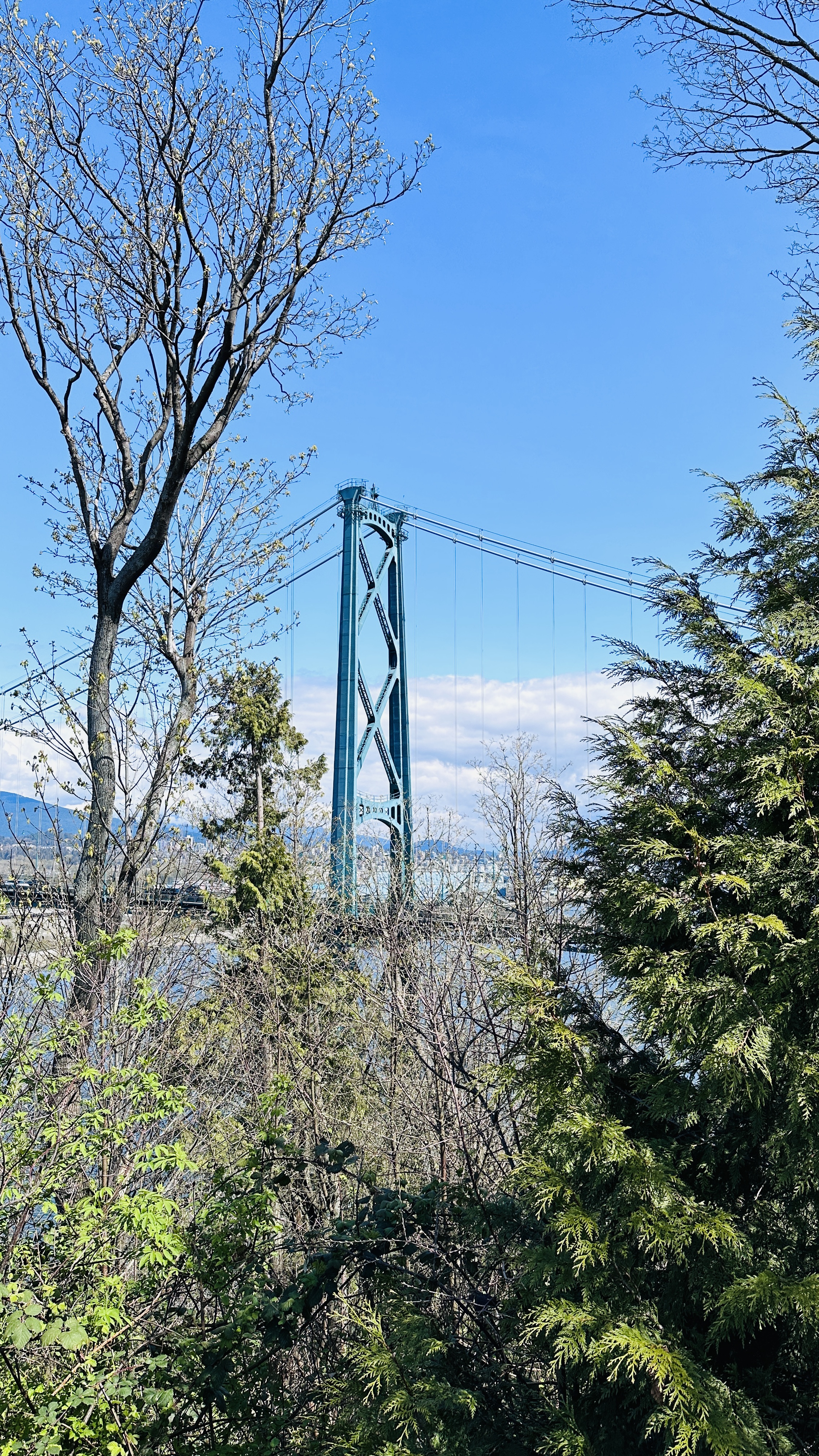 Lions Gate Bridge framed by trees in Stanley Park